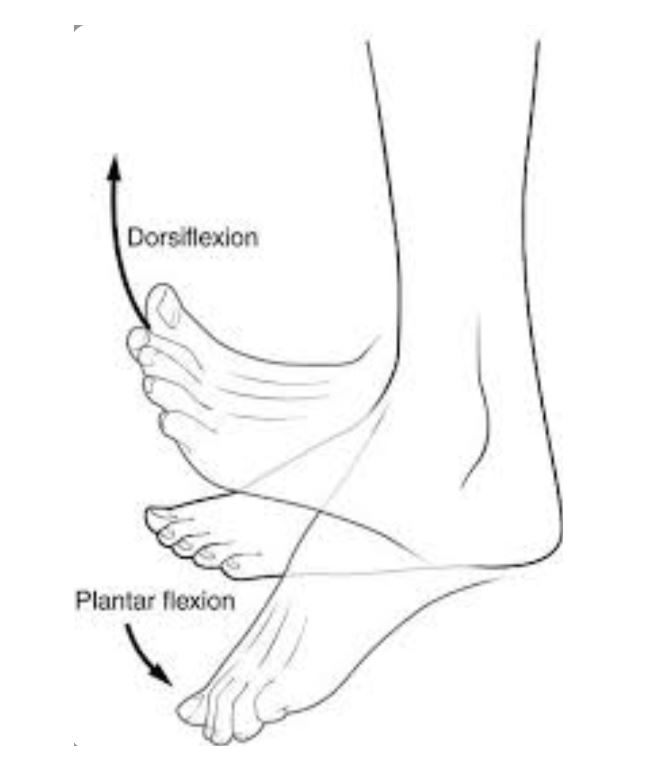 plantar
